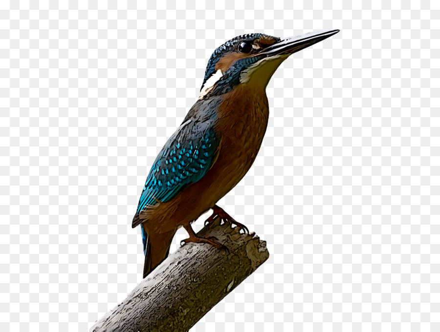 Aves，Pico PNG