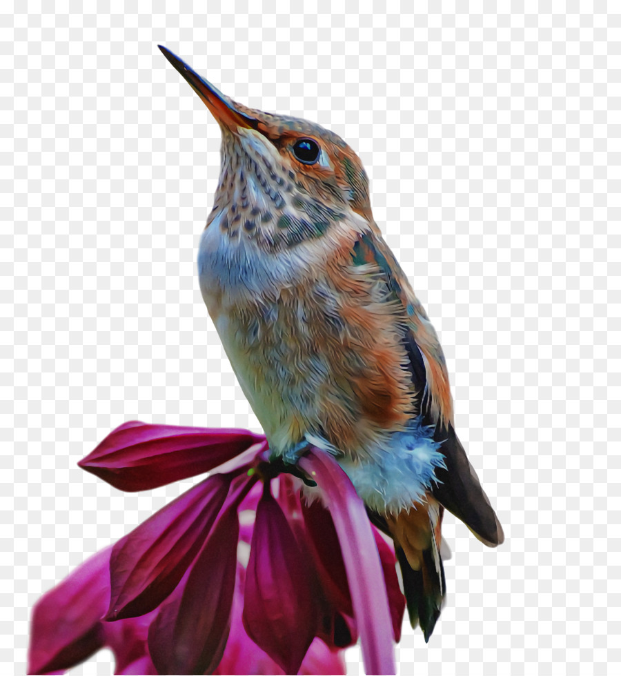 Aves，Colibrí PNG