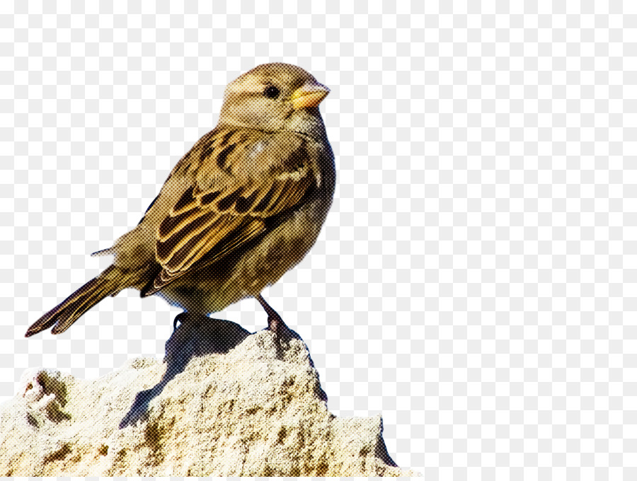 Aves，Pico PNG