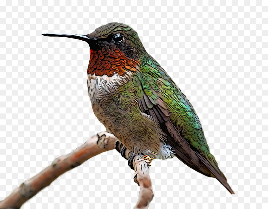 Aves，Colibrí PNG