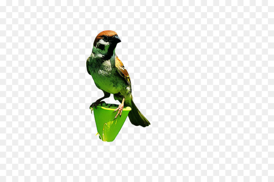 Aves，Verde PNG