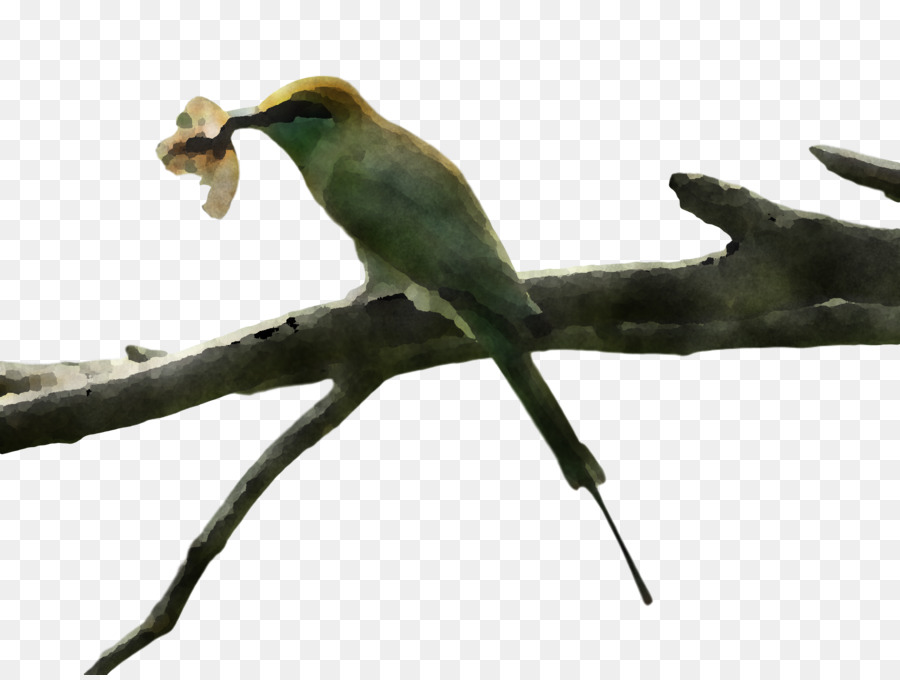 Aves，Pico PNG