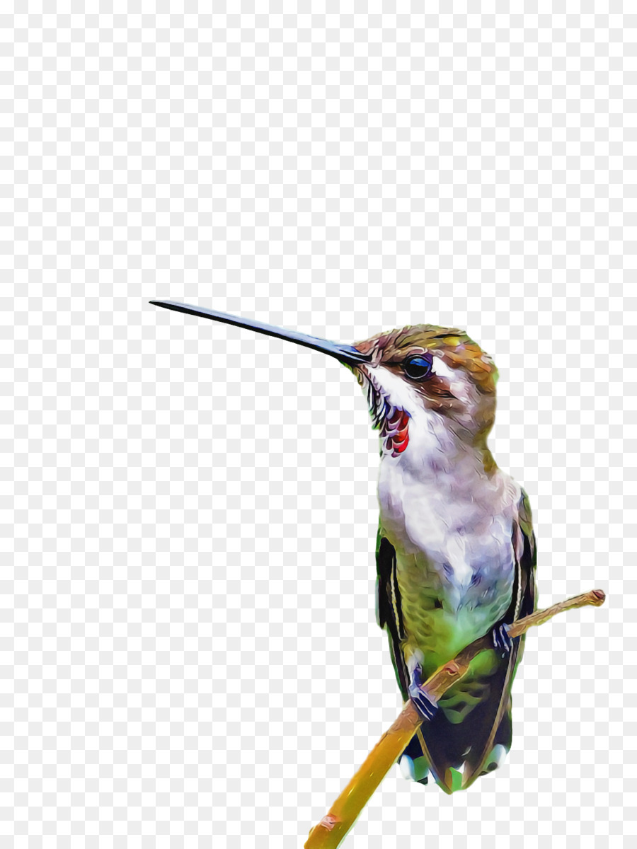 Colibrí，Aves PNG