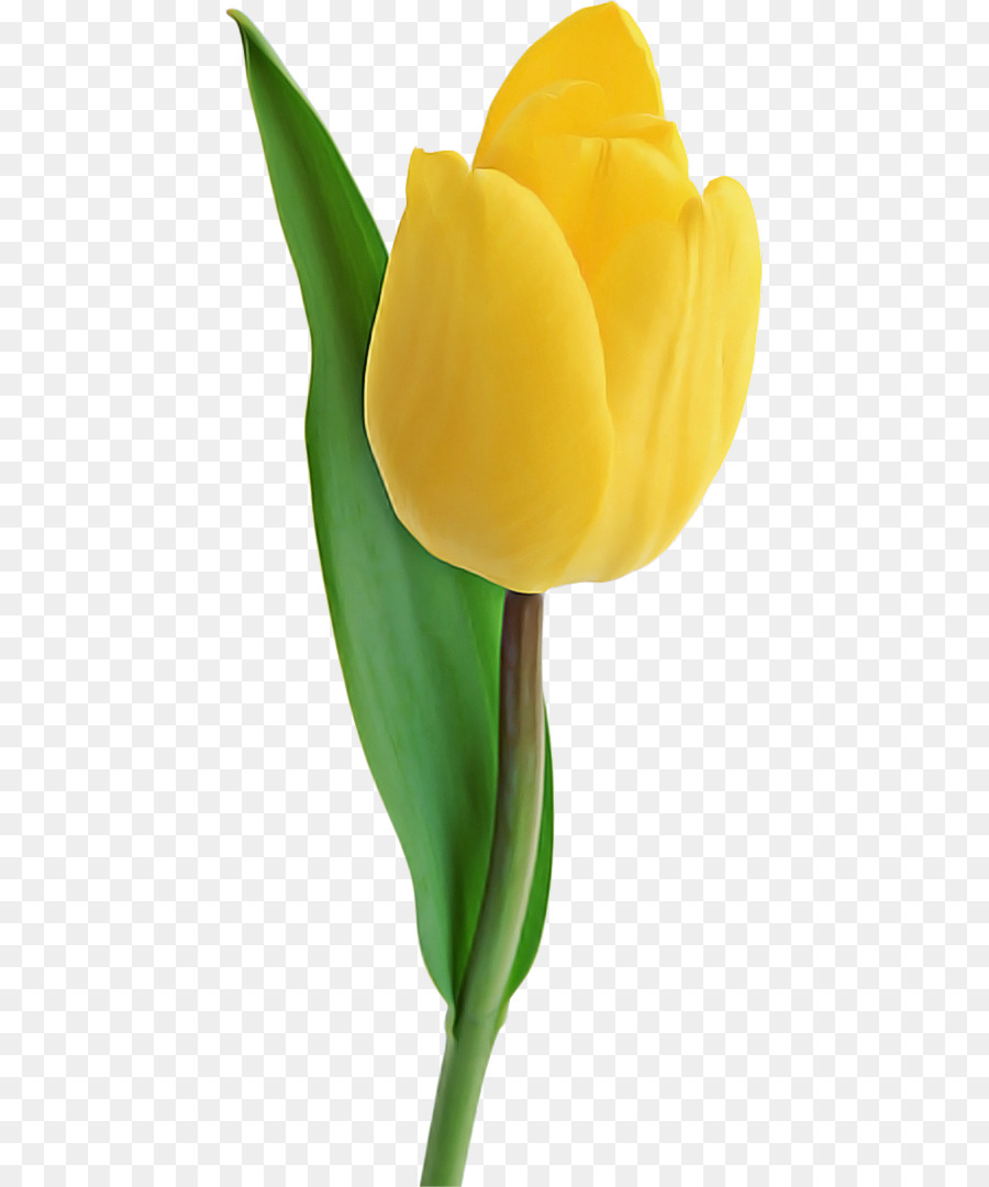 Tulipán Amarillo，Floración PNG