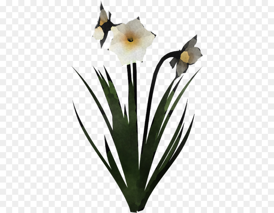 Flor，Planta PNG