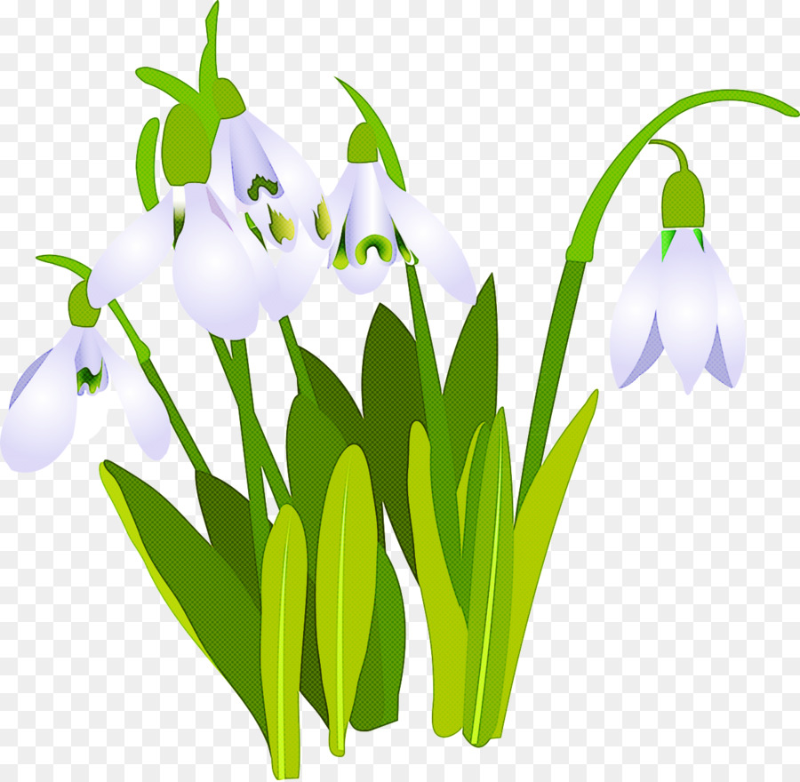 Flor，Galanthus PNG