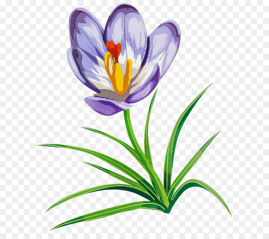 Flor，Creta Crocus PNG