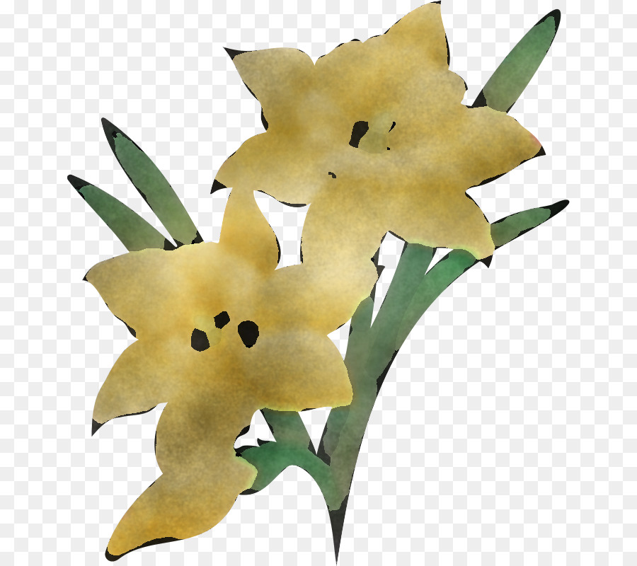 Flor，Planta PNG