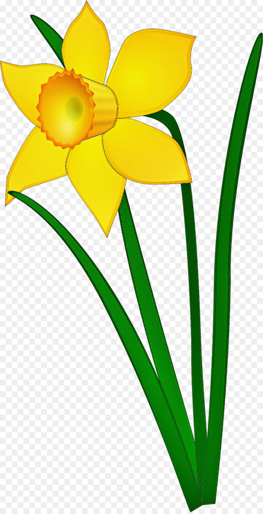 Amarillo，Flor PNG