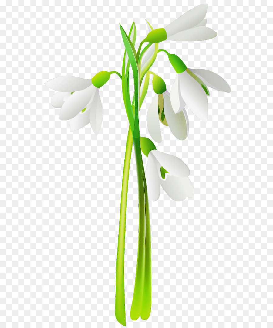 Campanilla De Invierno，Flor PNG