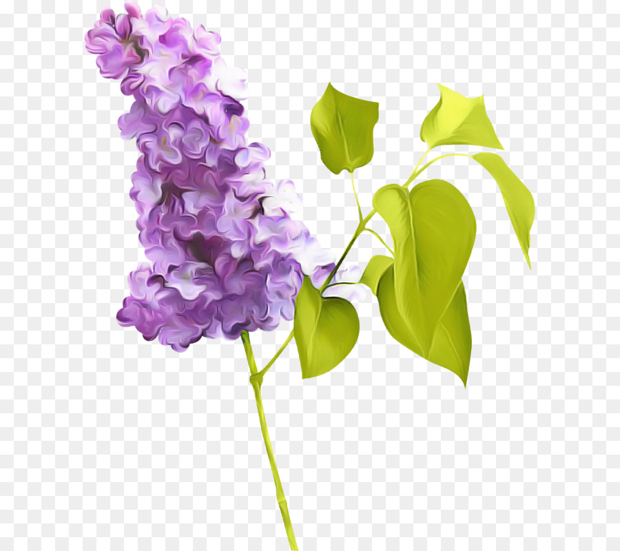 Flor Morada，Florecer PNG