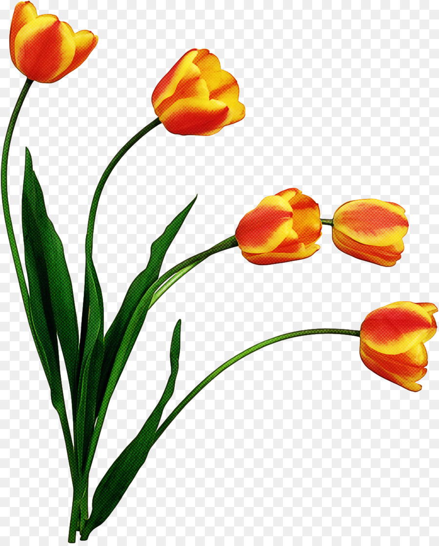 Tulipanes Blancos，Florecer PNG