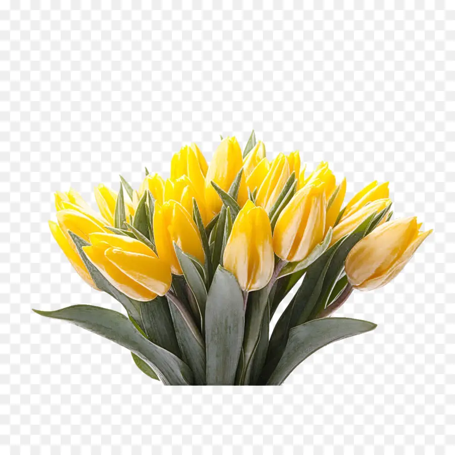 Tulipanes Amarillos，Ramo PNG