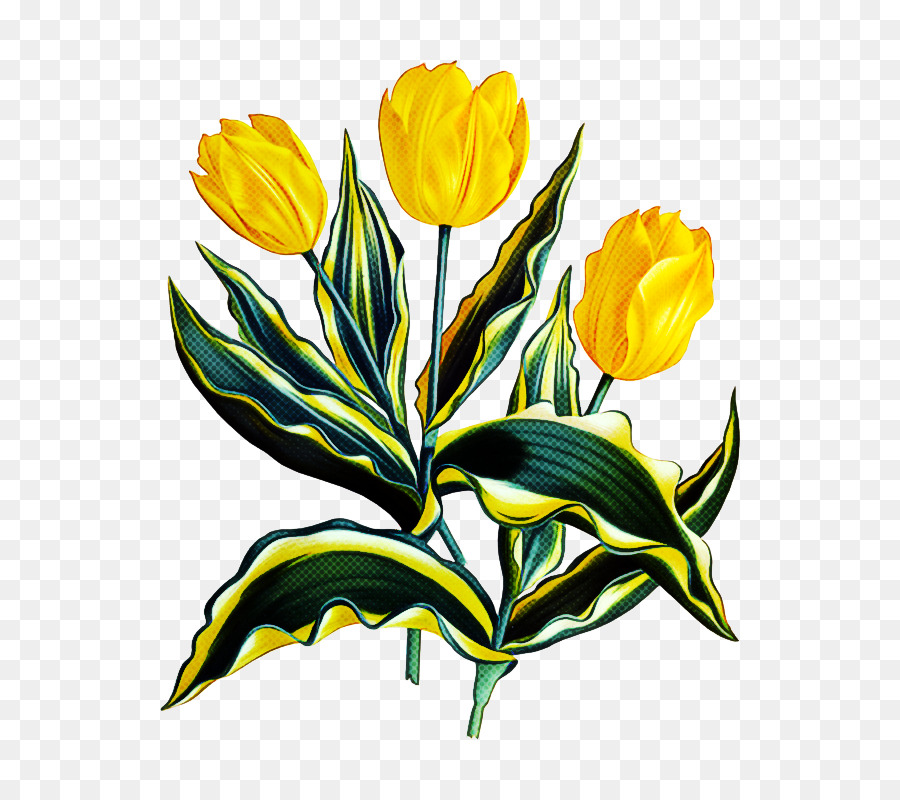 Tulipanes Amarillos，Florecer PNG