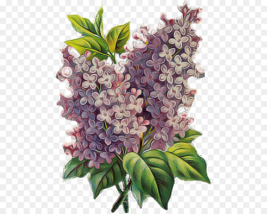 Flores Lilas，Florecer PNG