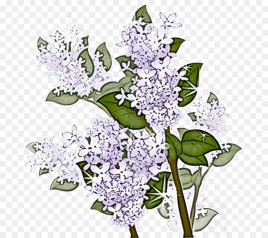 Flores Lilas，Florecer PNG