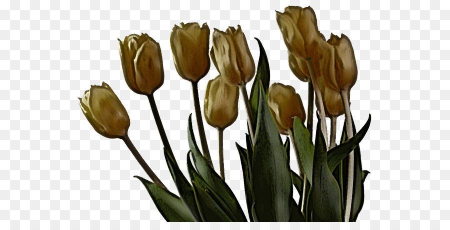 Flor，Tulip PNG