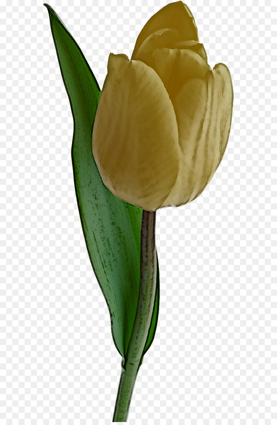 Flor，Tulip PNG