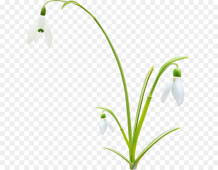 Flor，Planta PNG