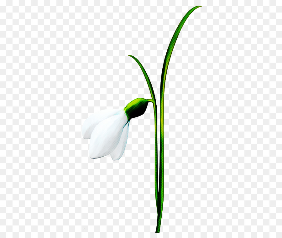 Campanilla De Febrero，Flor PNG