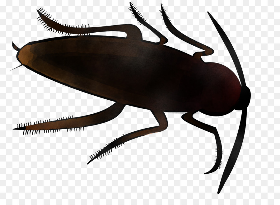 Los Insectos，De Plagas PNG