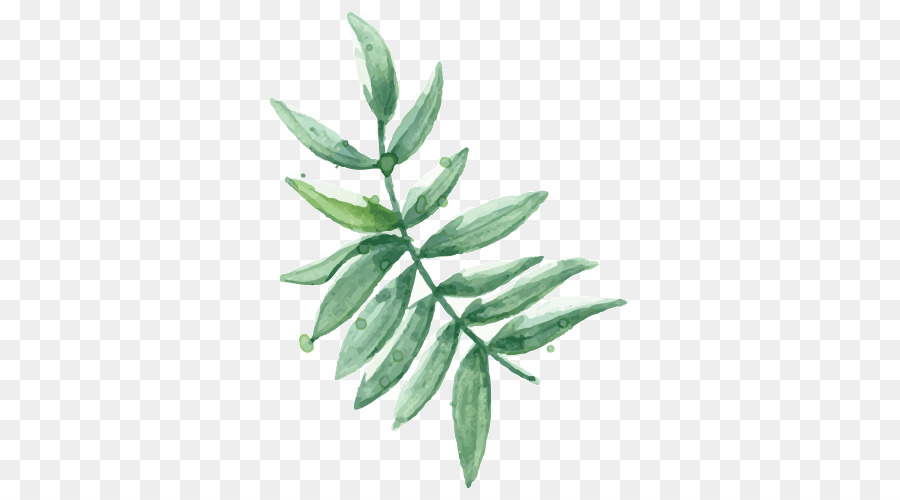 Hoja，Planta PNG