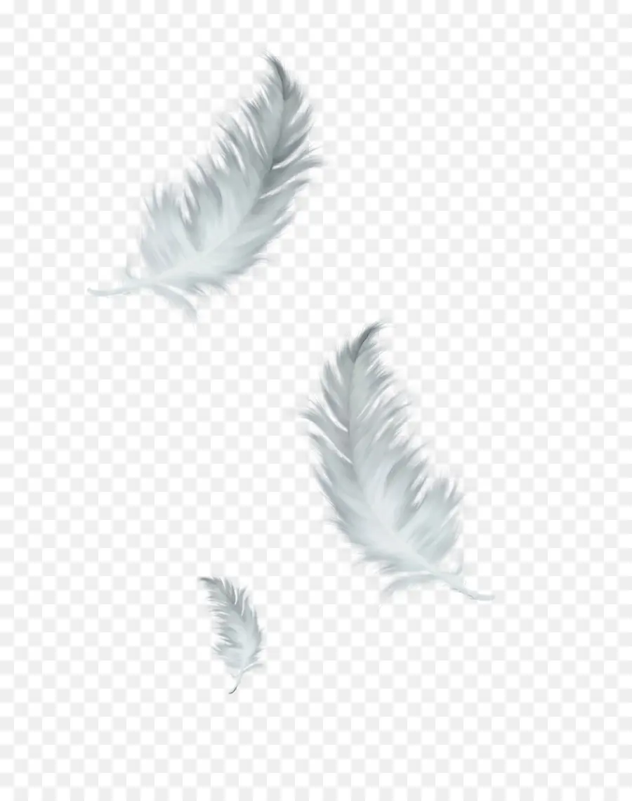 Pluma，Blanco PNG