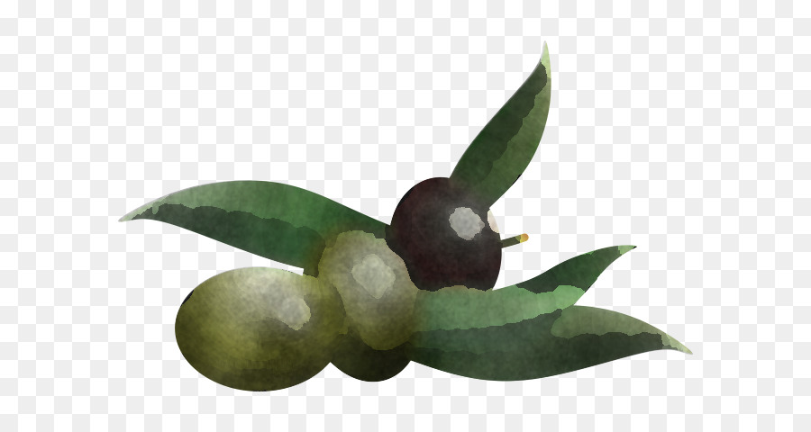 Aceitunas，Verde PNG