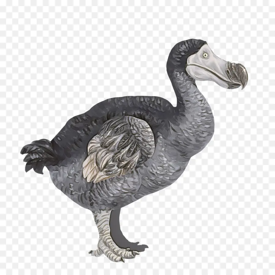 Aves，Dodo PNG