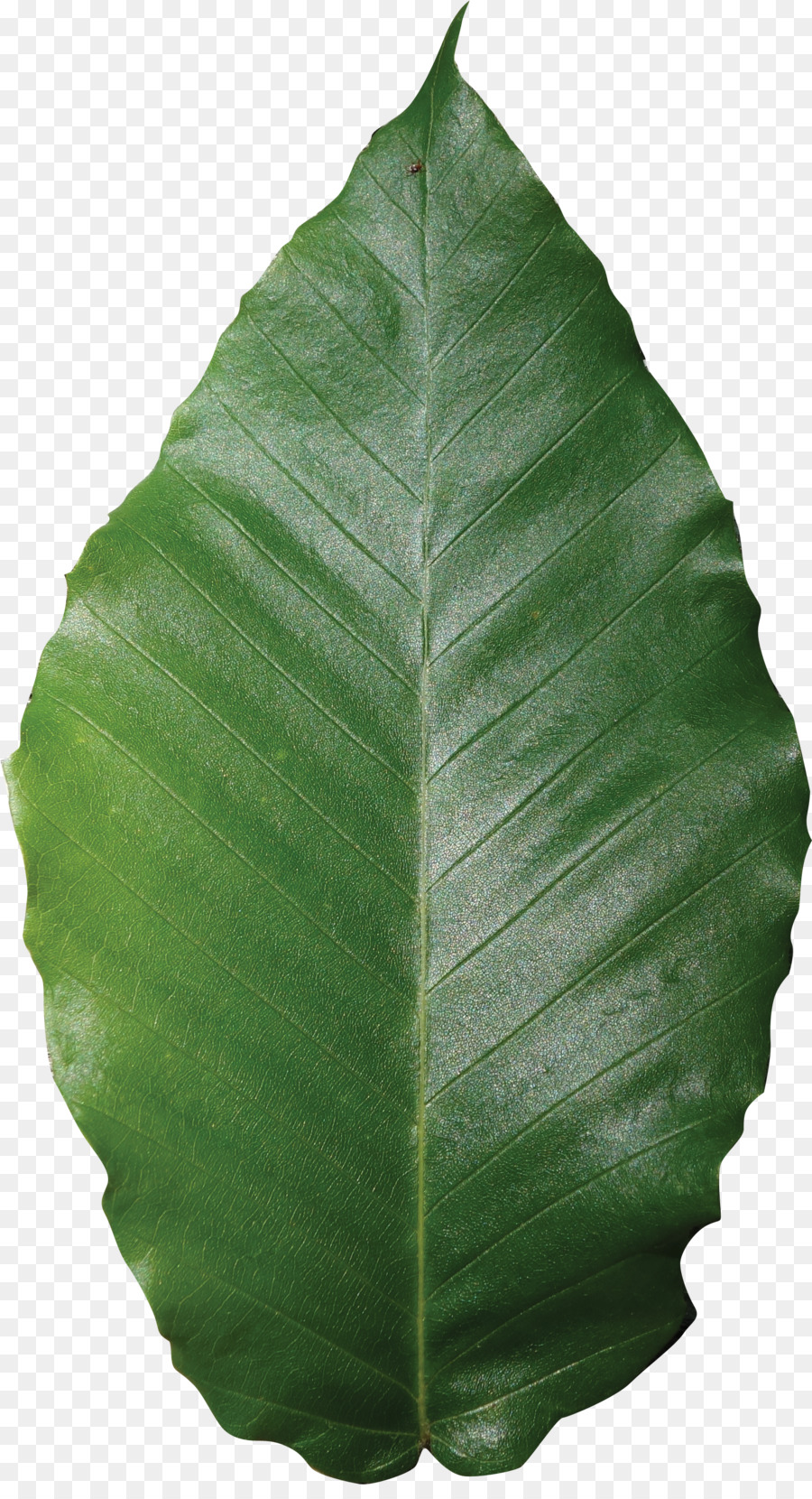 Hoja，Planta PNG