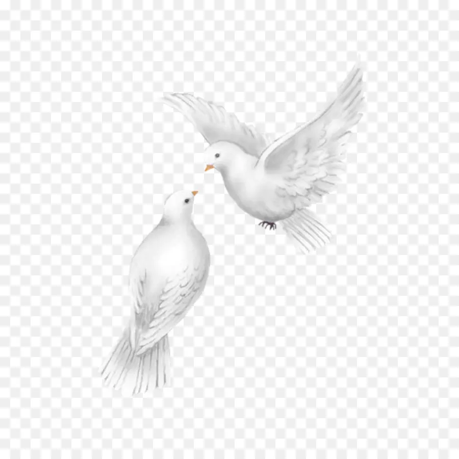 Blanco，Aves PNG