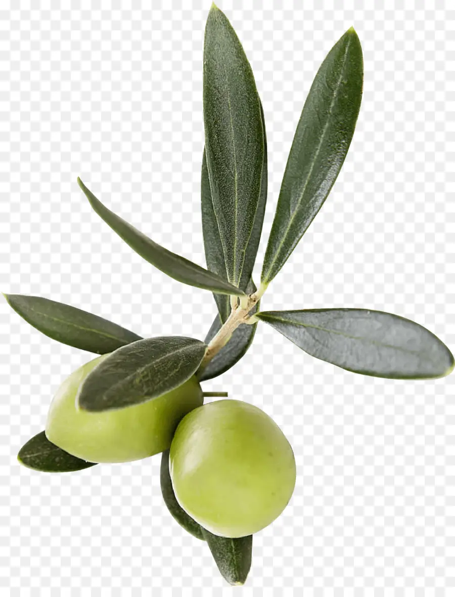 Aceitunas，Hojas PNG