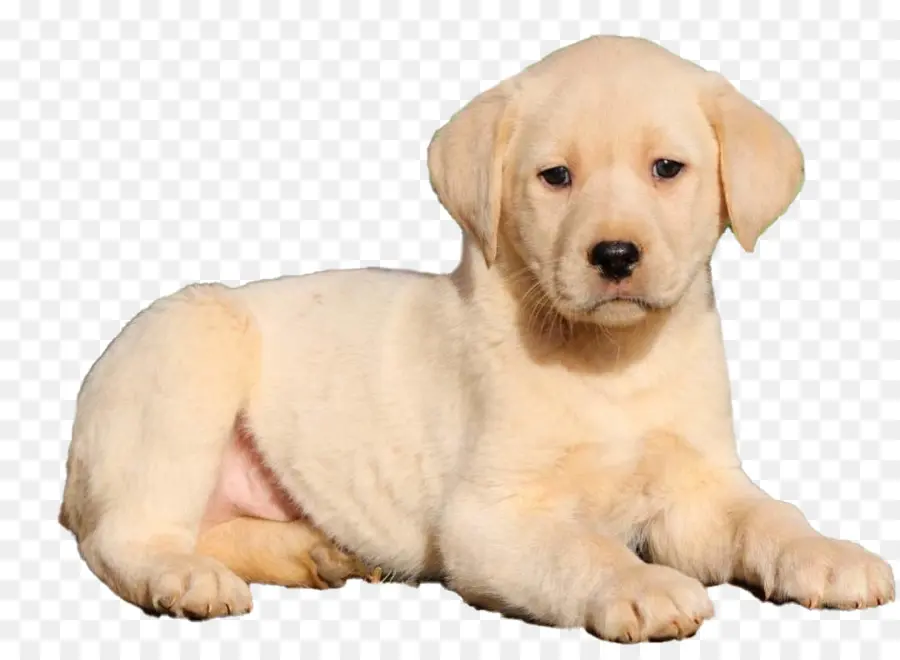 Perro，Labrador Retriever PNG