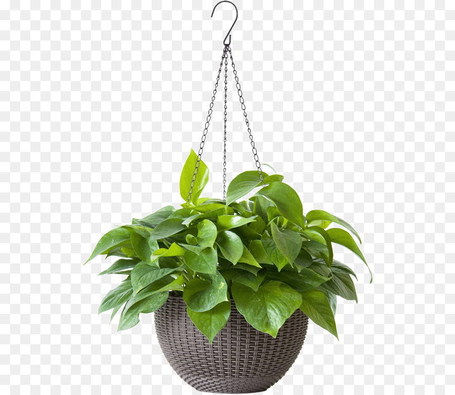 Planta Colgante Verde，Hojas PNG