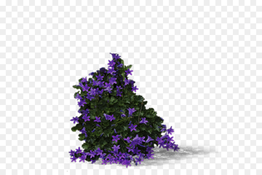 Violeta，Morado PNG