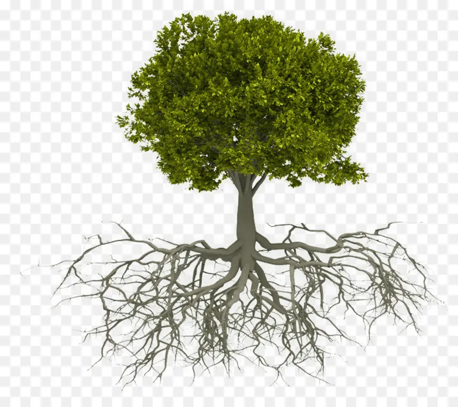 Árbol，Planta PNG