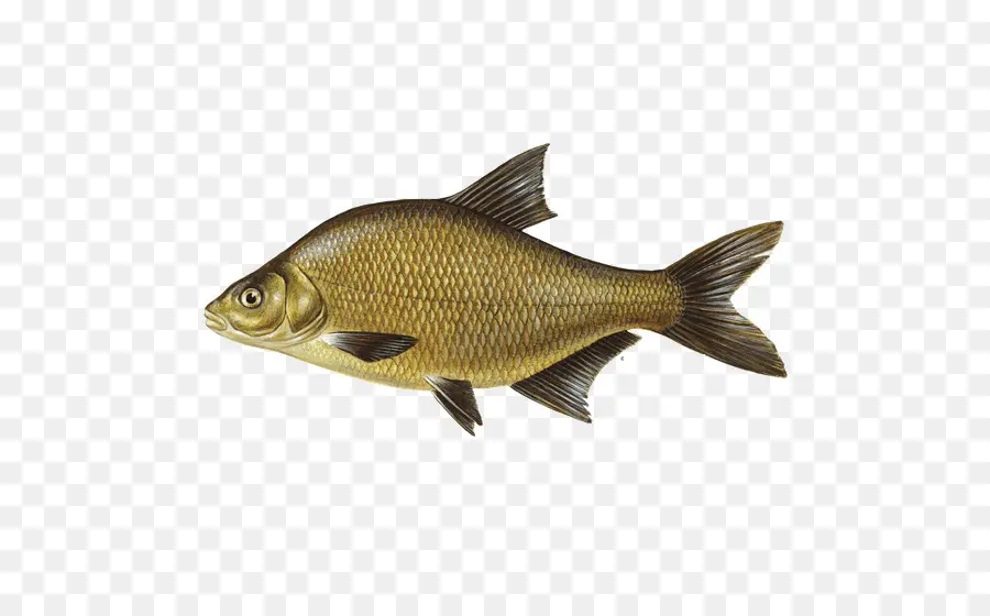 Los Peces，La Carpa PNG