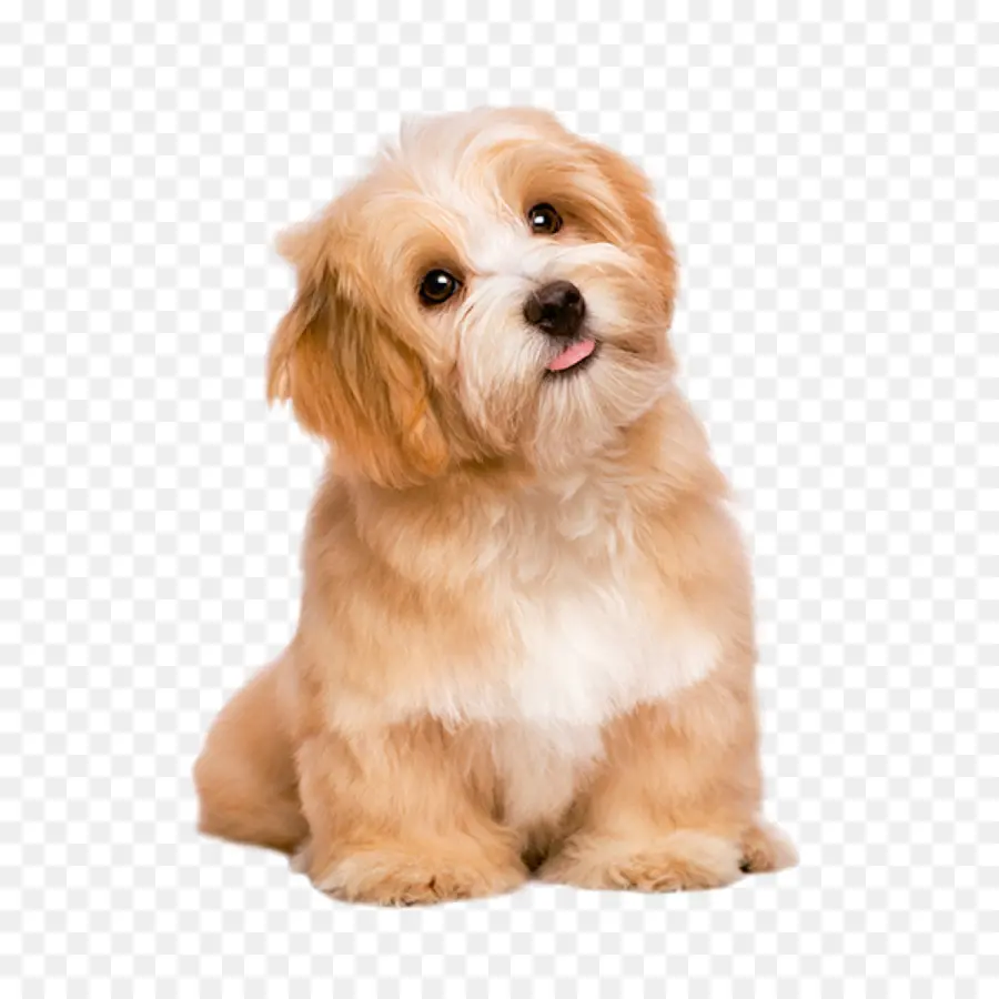 Perro，Cachorro PNG