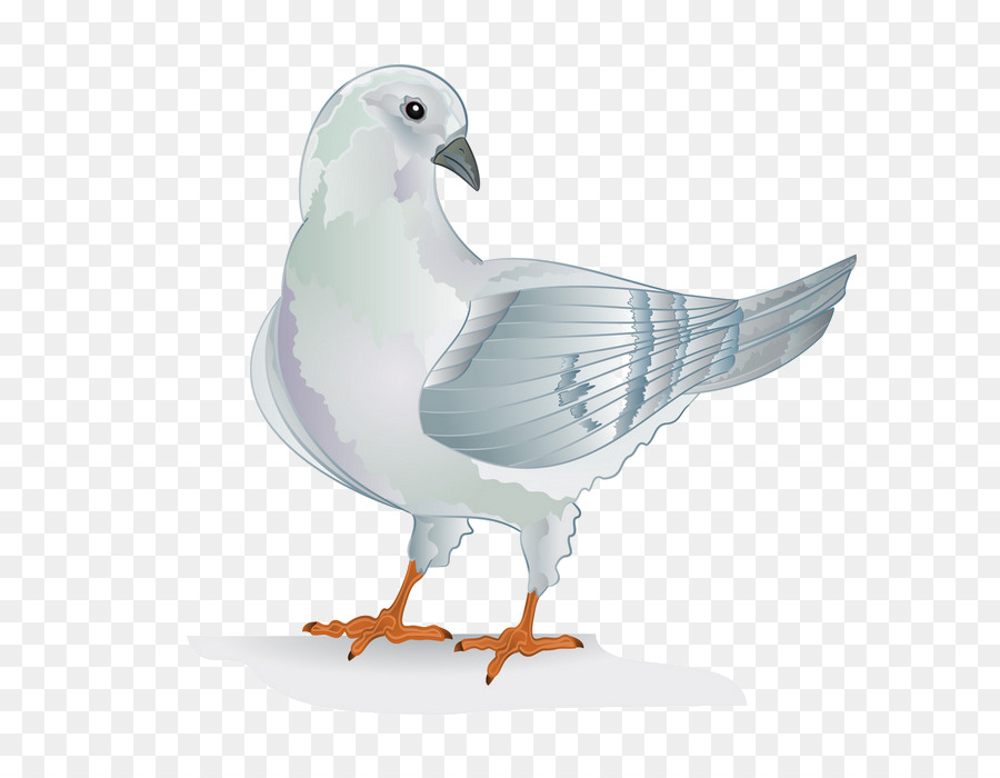 Aves，Las Palomas Y Las Palomas PNG