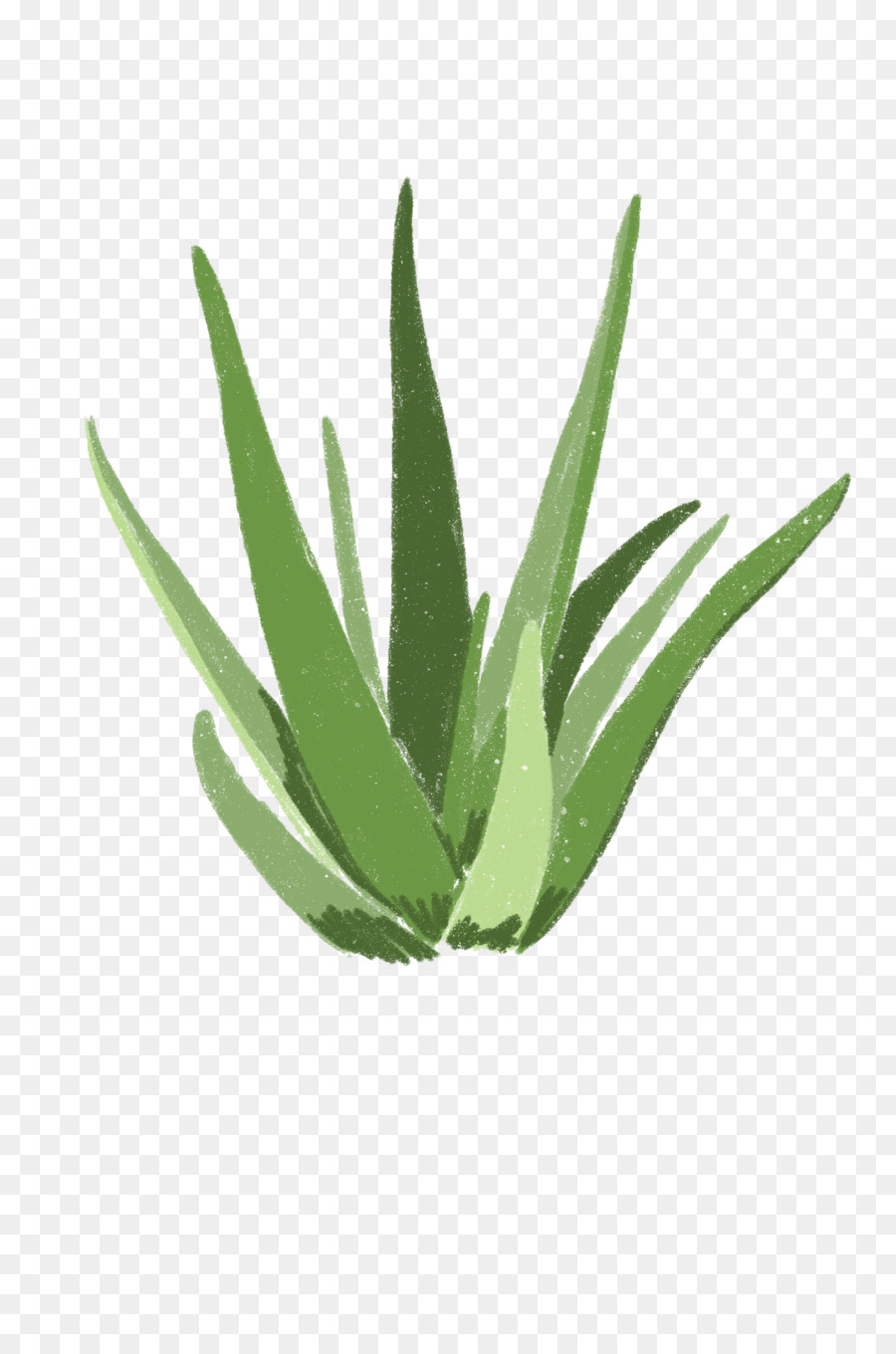 Planta，Hoja PNG