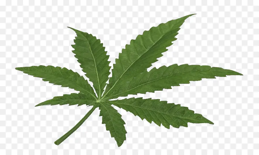 Hoja De Cannabis，Marijuana PNG