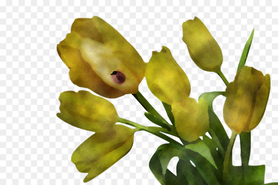 Flor，Amarillo PNG