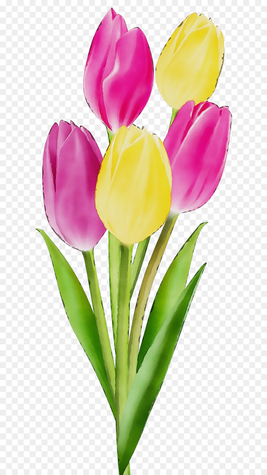 Flor，Tulip PNG