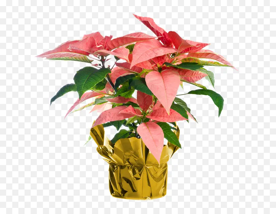 La Flor De Pascua，Christmas Day PNG