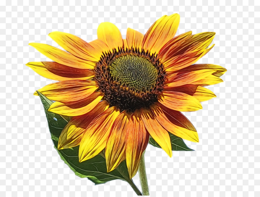 Girasol Amarillo，Hojas Verdes PNG