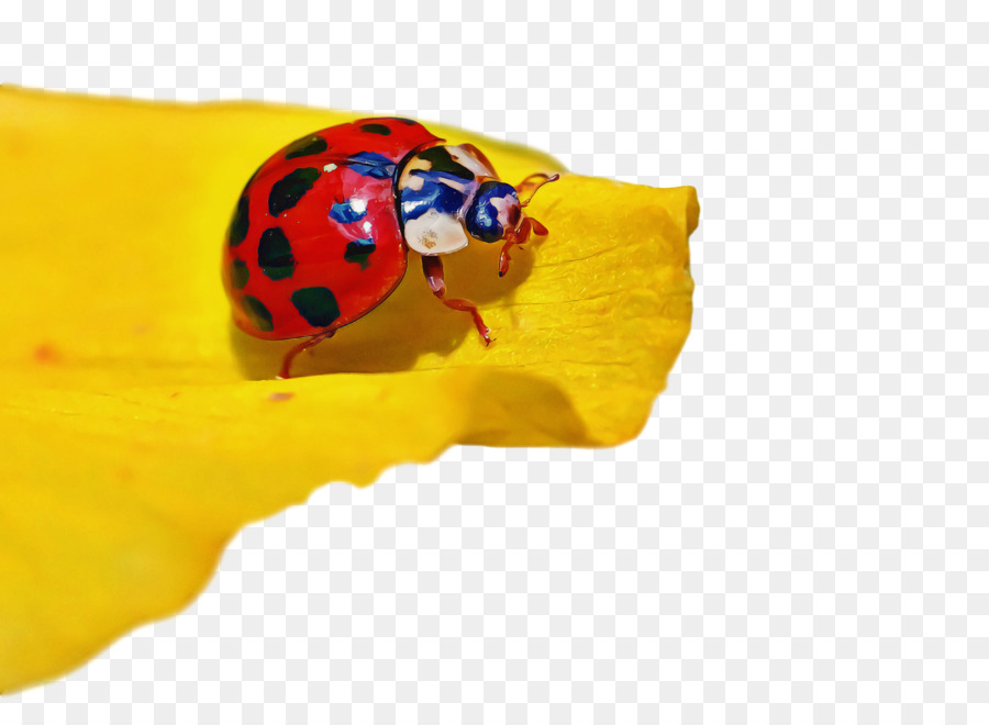 Amarillo，Los Insectos PNG