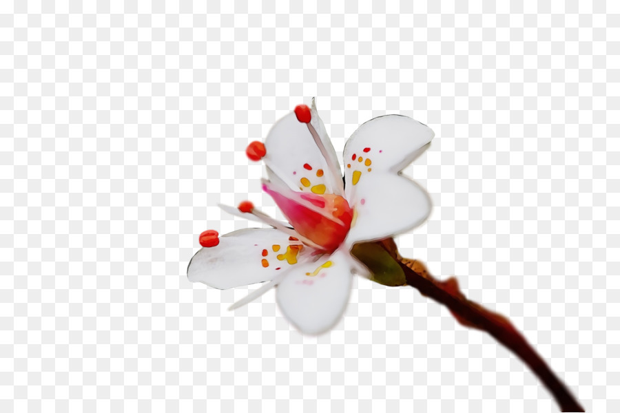 Flor，Rama PNG