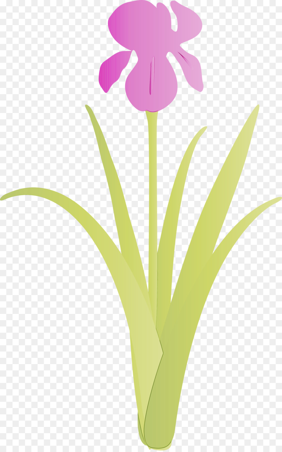 Flor，Planta PNG