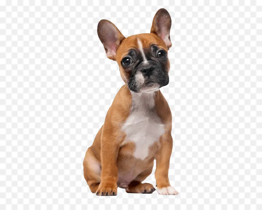 Perro，Bulldog Francés PNG