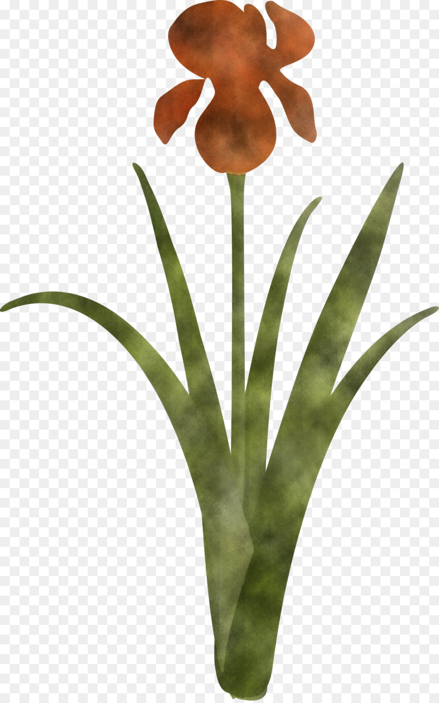 Flor，Planta PNG